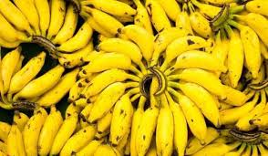 Yelakki is mainly attributed to its rich vitamins. Common Farm Fresh Yelakki Banana At Price Range 40 00 48 00 Inr Kilograms In Chennai Id 4840126