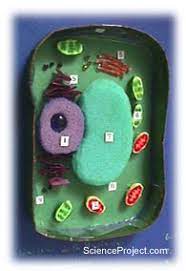 We did not find results for: Make A Model Of A Plant Or Animal Cell Science Projects