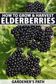 How To Grow Elderberries Gardener S Path Growing Vegetables Home Vegetable Garden Fruit Garden