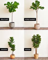 We Ordered A Bunch Of Faux Fiddle Leaf Fig Trees This One Is The Best Fake Plants Decor Fiddle Leaf Fig Tree Faux Plants
