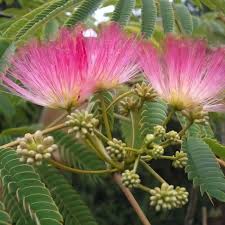 Image result for Albizia brevifolia