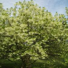 Image result for Chionanthus