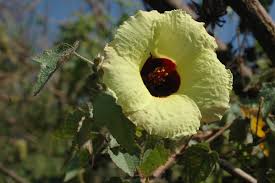 Image result for Hibiscus surattensis