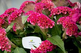 Pin On Celosia Cristata