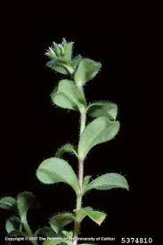 Image result for Cerastium glomeratum