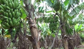 Menanam buah pisang didalam pot memang sudah menjadi daya tarik tersendiri. Panduan Lengkap Cara Menanam Budidaya Pisang Cavendish Bagi Pemula Faunadanflora Com