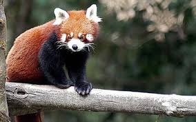 The tibetan name for sikkim, denjong, means the valley of rice.4. Though Hunters Lose Interest In Red Panda Traps Still Snare Endangered Mammal The Hindu