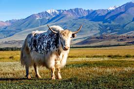 Image result for yak