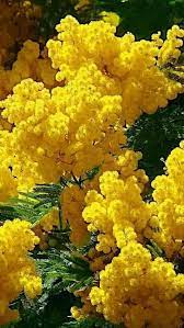 Pin On Flowers Group Board