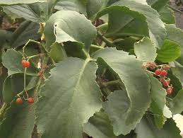Image result for Vitaceae
