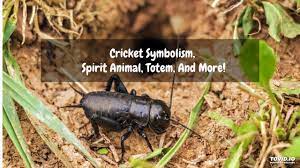 Maybe you would like to learn more about one of these? Cricket Symbolism Spirit Animal Totem And More Youtube