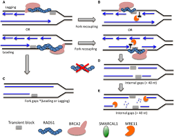 Moonlighting at replication forks