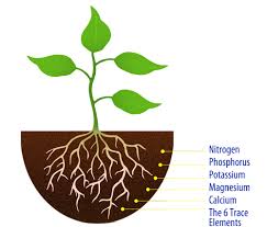 Plants only need a little bit of it. Fertilizers Explained Macronutrients Micronutrients And Slow Release Fertilizers Plantinfo