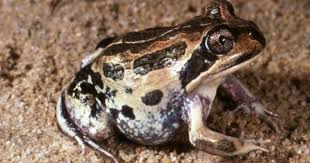 Western Pobblebonk Or Banjo Frog Australian Museum Frog Frog And Toad Amazing Frog