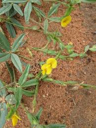 Image result for Zornia