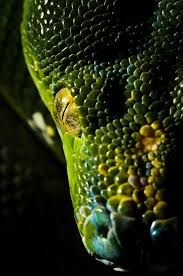 Morelia Viridis Green Tree Python Snake Beautiful Snakes The Magic Faraway Tree