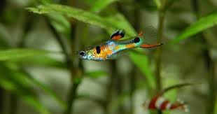 Previous city include westminster md. Endler S Livebearer Care Guide Tank Setup Mates Breeding