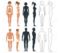 The male anatomy (male reproductive organs). Male And Female Anatomy Human Character People Dummy Front And Royalty Free Cliparts Vectors And Stock Illustration Image 150831866