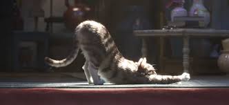 Toy story 4 reviews are in! Toy Story 4 Tv Spot Features A Terrifying Photorealistic Cat Film