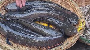 Shol or Snakehead Murrel Fish: শোল মাছ খান? পরের বার খাওয়ার আগে এই মাছ  সম্পর্কে ভালো করে জেনে নিন, টুকিটাকি নিউজ
