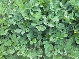 Image result for Arachis hypogaea