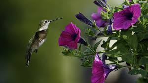 Hd Wallpaper Birds And Flowers Image Free Images Birds Flowers Wallpaper With Images Hummingbird Wallpaper Purple Flowers Wallpaper