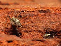 Some people know camel crickets as spider crickets. File Baby Camel Cricket Flickr Treegrow Jpg Wikimedia Commons