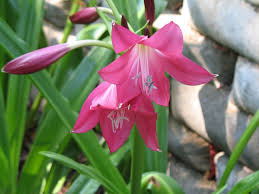 Image result for Crinum crassicaule