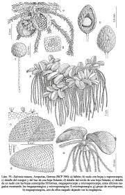 Image result for Salviniaceae