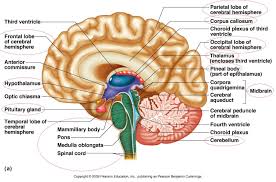 Anatomy Of The Human Brain Top Collection Pons Medulla Oblongata Pituitary Gland Temporal Occipital Brain Diagram Human Brain Anatomy Brain Anatomy