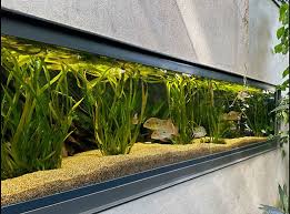 Image result for Vallisneria