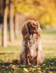 Jul 26, 2021 · the american spaniel club (asc) is the parent club for the cocker spaniel and the primary guardian of the cocker spaniel breed. American Cocker Spaniel Geschichte Charakter Passion Hund