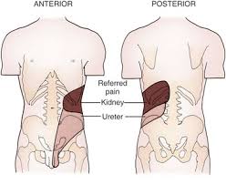 Anatomically, this small organ is divided into four parts or segments, which are known as the it begins with the duodenal bulb, which is located next to the stomach. Surgical Anatomy Of The Retroperitoneum Adrenals Kidneys And Ureters Abdominal Key