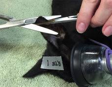 A wide variety of veterinary ear notchers options are available to you, such as condition, properties. Neighborhood Cats How To Tnr Eartipping