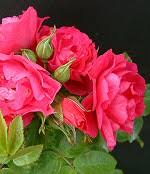 Doug waylett, flickr in most colder climates, the grandifloras and hybrid teas often used in rose pillars in public gardens are cut back by the cold each winter and will simply never reach the height you need. Story Of The John Cabot Rose Group Newfoundland Horticultural Society