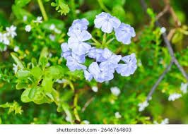 Image result for Plumbaginaceae