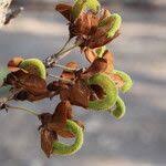 Image result for Ormocarpum kirkii