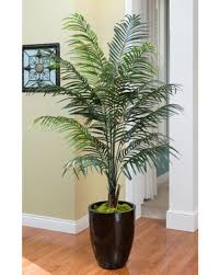 Recently, a new design of this tree has caught everyone's attention. Exotic Lush And Beautiful Silk Palm Trees At Petals