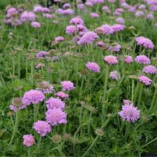 Image result for Scabiosa columbaria