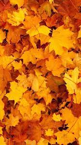 20 Fall Nature Wallpaper Hd Backgrounds For Iphone Android Lock Screen Autumn Trees Leaves Ar Iphone Wallpaper Fall Fall Wallpaper Fall Background Wallpaper