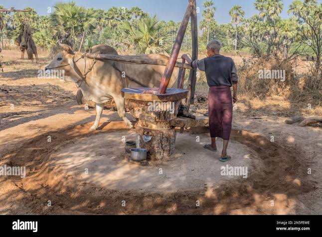 Oxen driven hi-res stock photography and images - Alamy