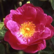 Wide (12 cm), resembling dahlias. Hagebuttenrosen Online Kaufen
