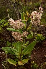 Image result for Pachycarpus lineolatus