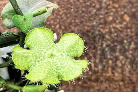 Image result for Ceropegia stenifolia