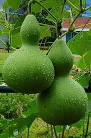 Image result for Lagenaria rufa