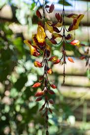 Image result for Thunbergia mysorensis