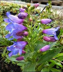 Image result for Pentas schumanniana