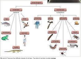 Vertebrates And Invertebrates Worksheets Vs Picture Sorting