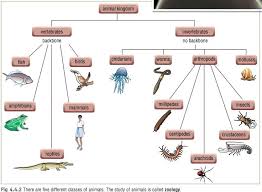 vertebrates and invertebrates worksheets vs picture sorting