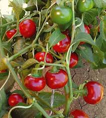 Pepper Hot Cherry Ciliegia Seeds